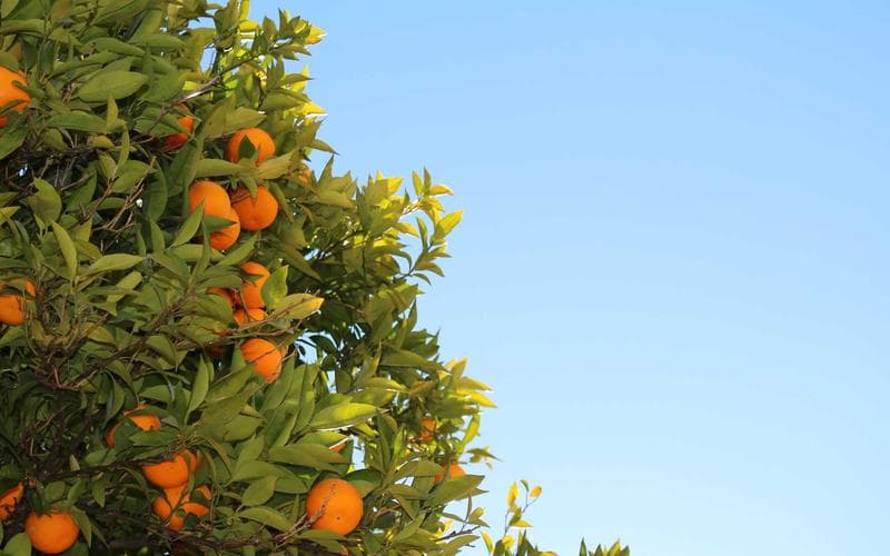 Bar Crawls in Chicago - photo 3